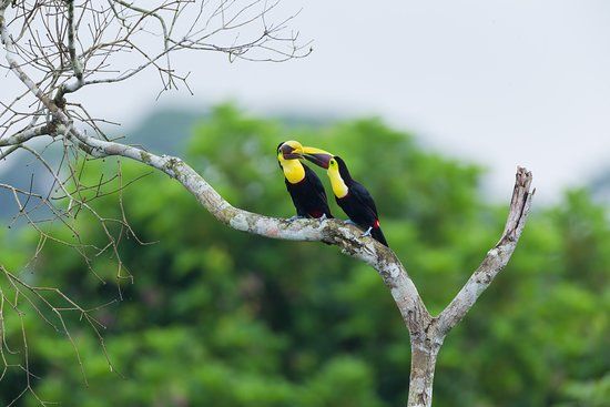 Panama Rainforest Discovery Center